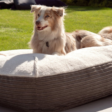 Quel lit pour chien choisir ? Confort, style et conseils pour chouchouter vos toutous