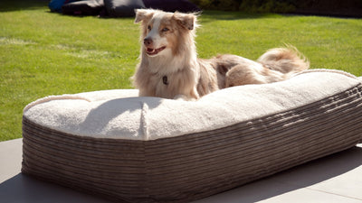 Quel lit pour chien choisir ? Confort, style et conseils pour chouchouter vos toutous